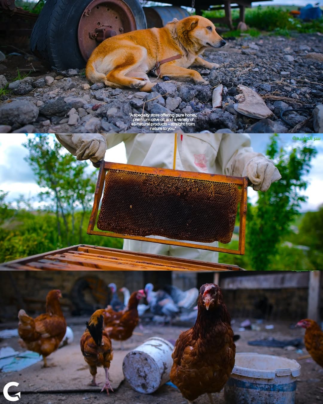 Stratégies Réseaux Sociaux pour PME